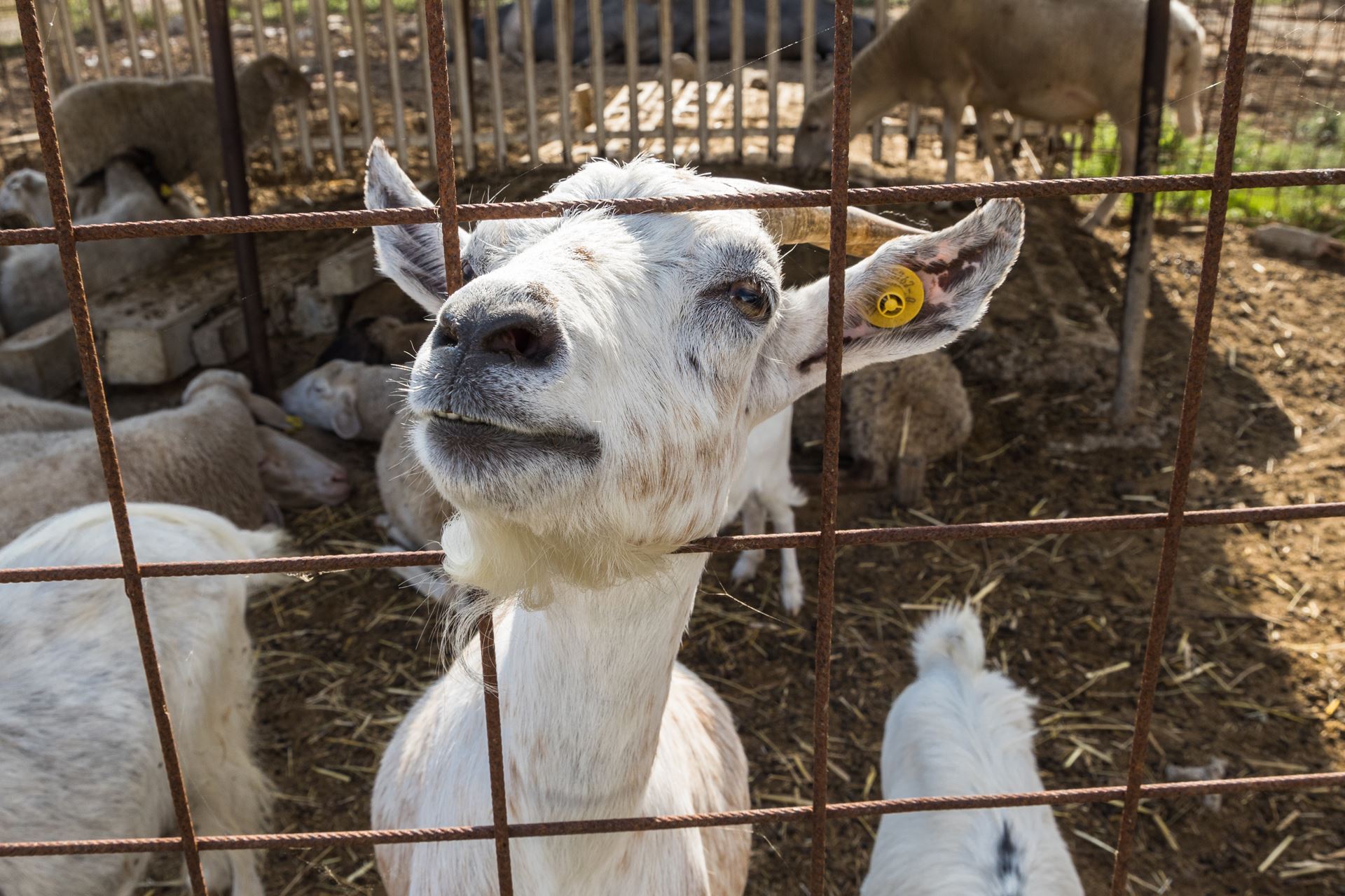 azienda agricola la casa di campagna a Magione. Vendita di olio, farine, confetture e marmellate di produzione propria