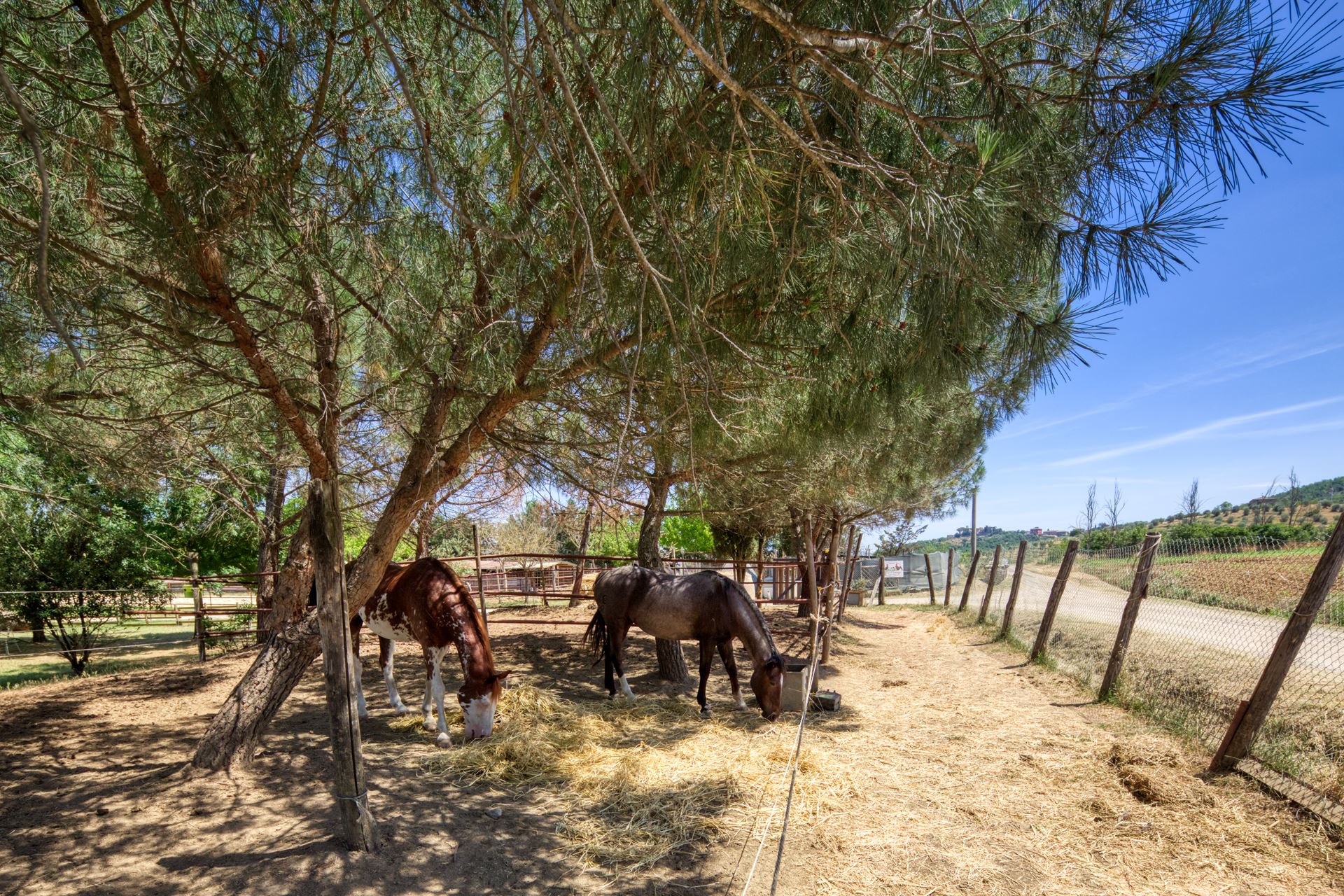 azienda agricola la casa di campagna a Magione. Vendita di olio, farine, confetture e marmellate di produzione propria