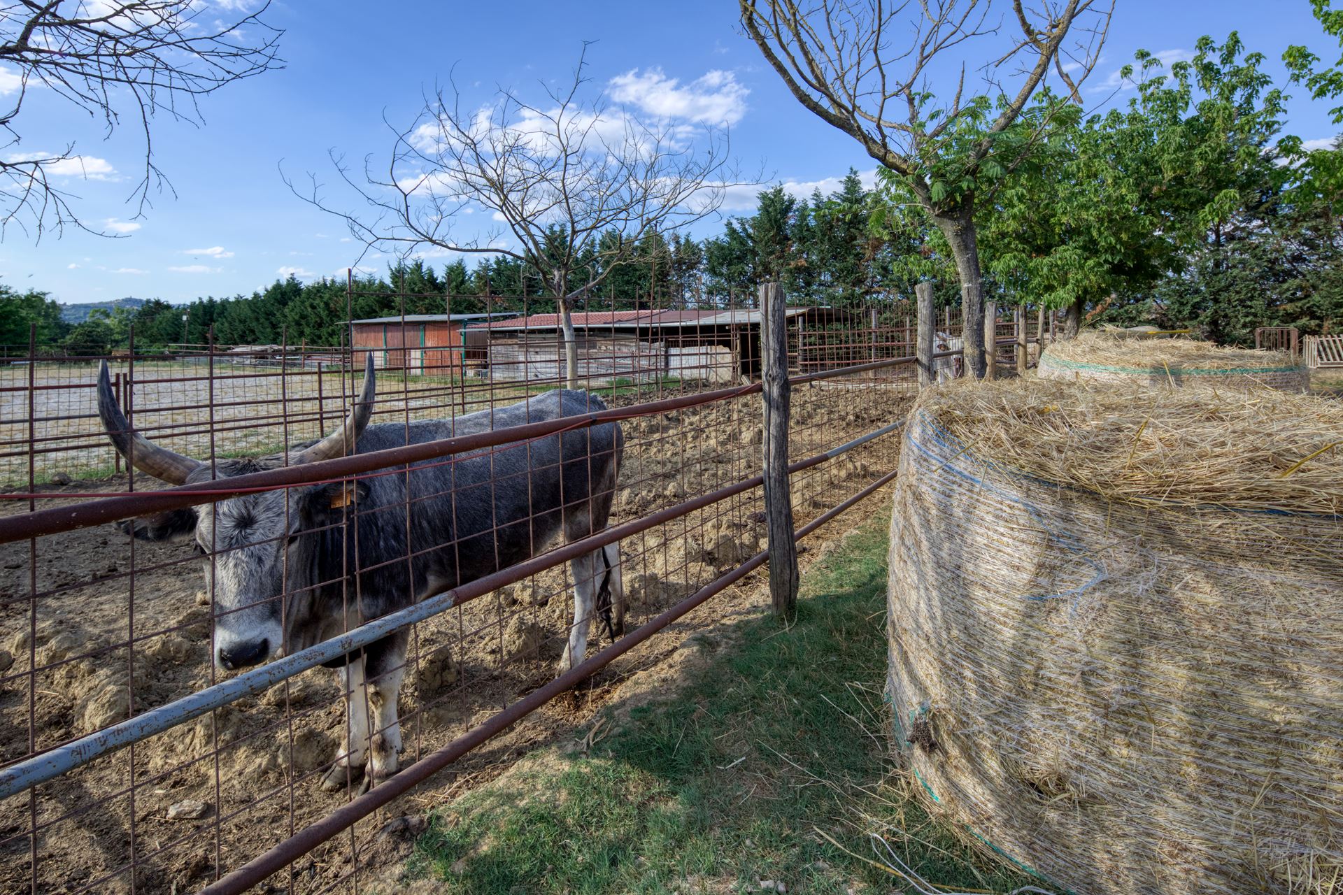 azienda agricola la casa di campagna a Magione. Vendita di olio, farine, confetture e marmellate di produzione propria